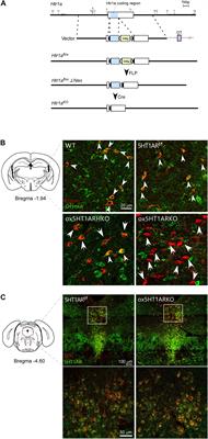 Serotonergic Input to Orexin Neurons Plays a Role in Maintaining Wakefulness and REM Sleep Architecture